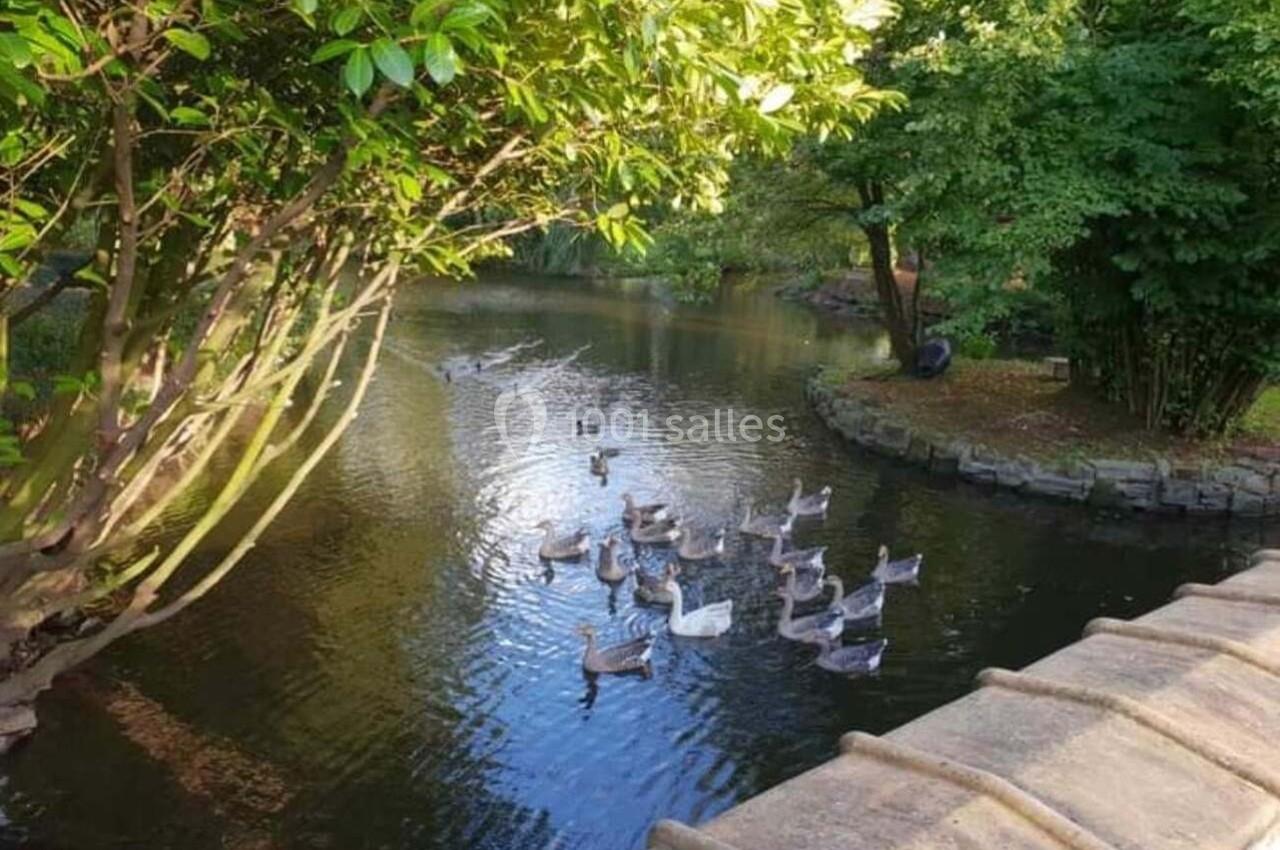 Un groupe de cygnes nage dans un étang entouré de verdure et d'arbres, sous une lumière naturelle.