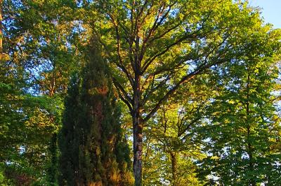 Champ ensoleillé bordé d'arbres, avec des rayons de soleil traversant le feuillage au premier plan.