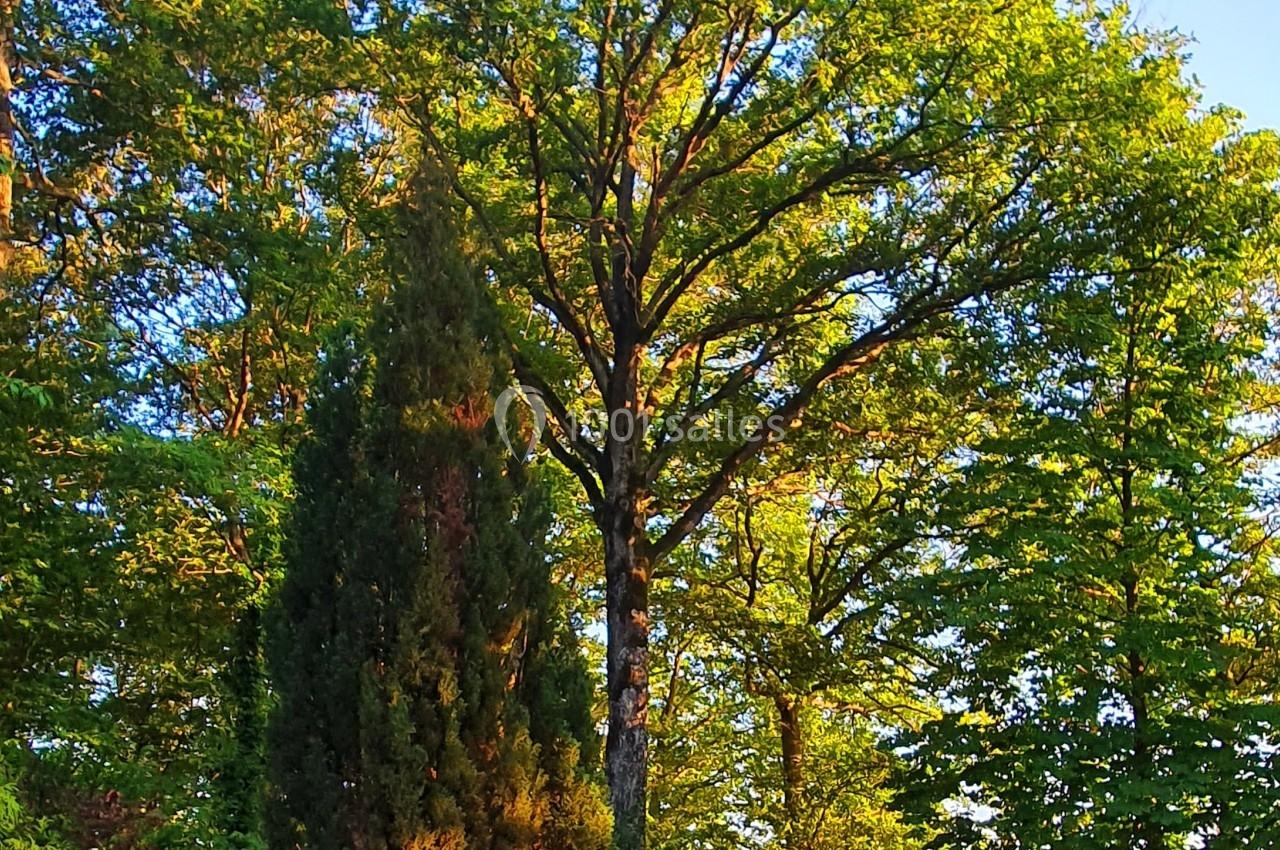 Allée bordée d'arbres verdoyants sous une lumière dorée en fin de journée.