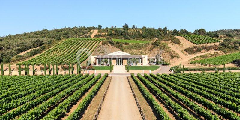 Allée centrale bordée de vignes menant à un bâtiment au milieu d'un paysage vallonné.