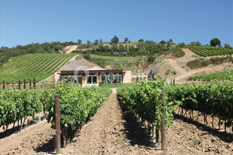 Vignes verdoyantes alignées devant un bâtiment moderne, entourées de collines sous un ciel dégagé.