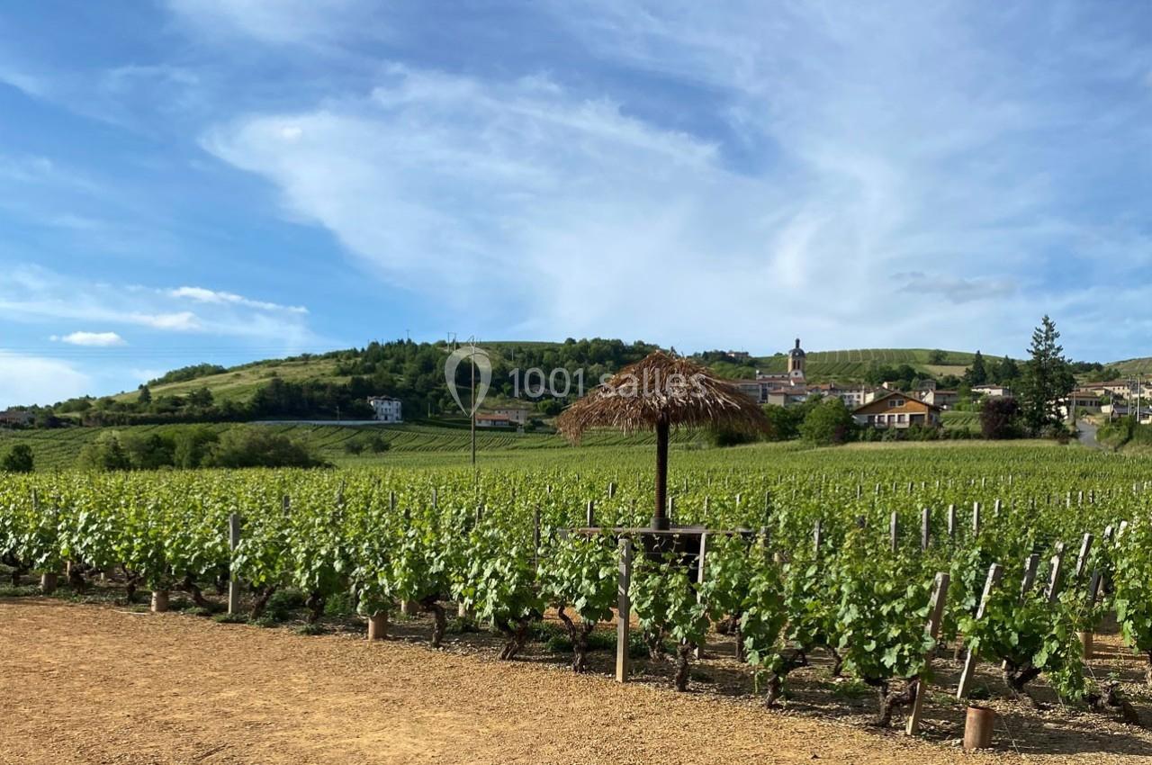 Vignes verdoyantes sous un ciel bleu, avec un abri en paille au premier plan et un village en arrière-plan.