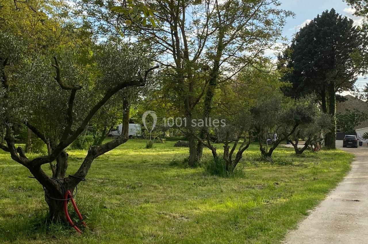 Alignement d'oliviers sur une pelouse verte bordant un chemin ensoleillé, avec des arbres et des bâtiments en arrière-plan.