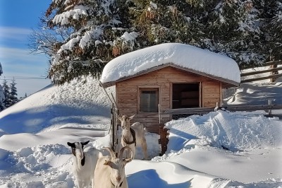 Assiette contenant une tranche de viande saignante, purée de pommes de terre et carottes glacées, nappée de sauce.