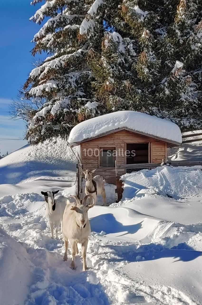 Trois chèvres dans la neige devant une petite cabane en bois, entourées de sapins enneigés.