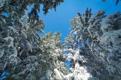 Assiette contenant une tranche de viande saignante, purée de pommes de terre et carottes glacées, nappée de sauce.