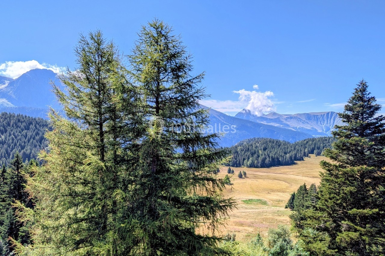 Paysage de montagne avec des sapins au premier plan, une prairie et des sommets en arrière-plan sous un ciel bleu.