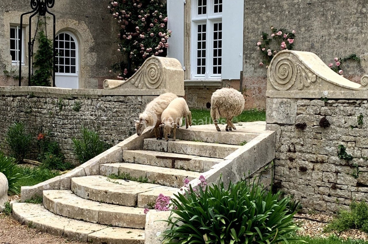 Trois moutons descendent un escalier en pierre devant une maison ancienne avec des murs ornés de rosiers.