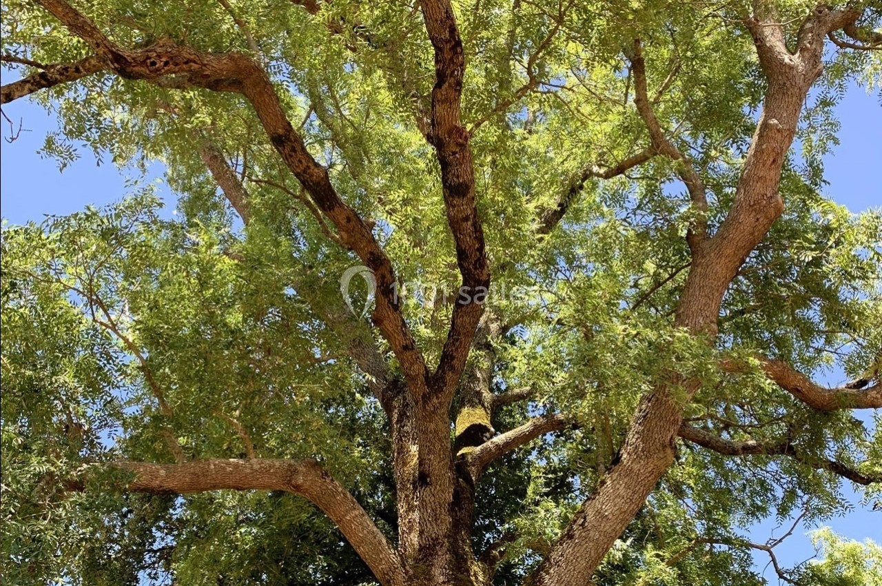 Arbre au tronc robuste et branches étendues, couvert de feuillage vert sous un ciel bleu clair.