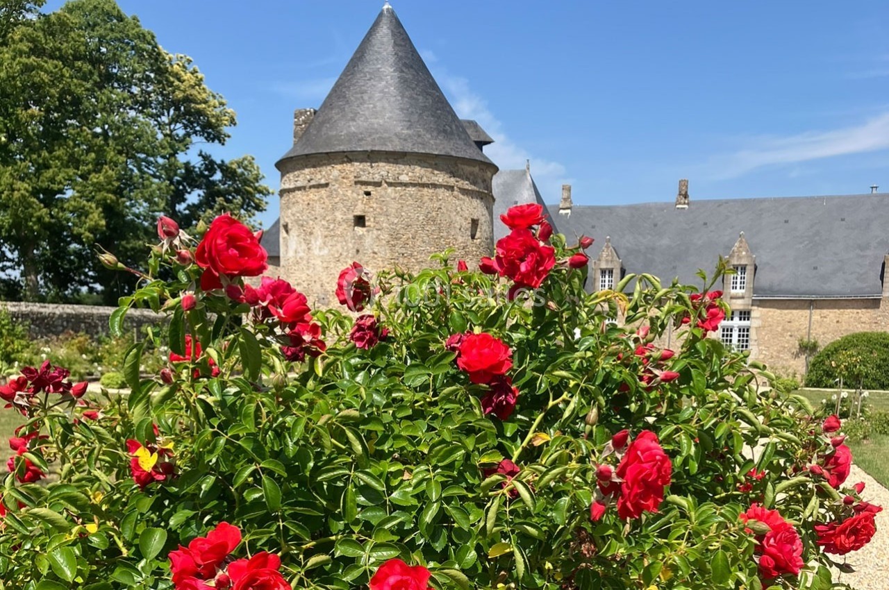 Massif de roses rouges en premier plan devant une tour en pierre et un bâtiment historique sous un ciel bleu.