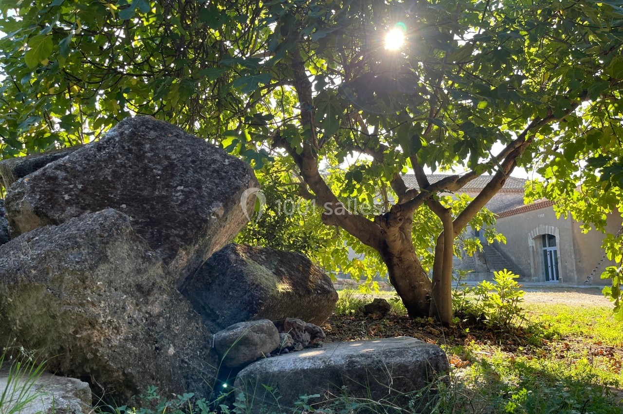 Lumière du soleil traversant les branches d'un figuier près de rochers et d'une maison en arrière-plan.