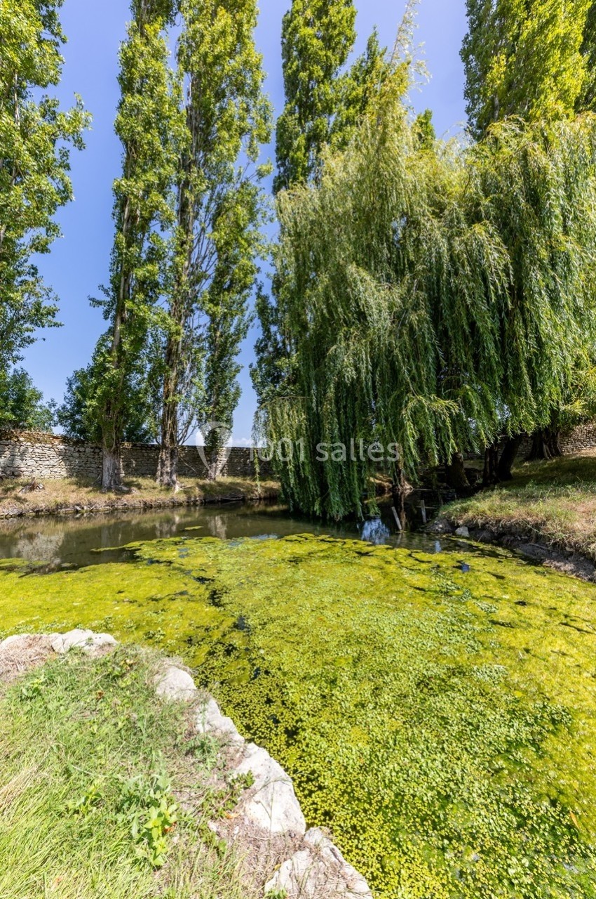 Étang bordé d'arbres, avec des algues couvrant partiellement l'eau et un saule pleureur à droite.