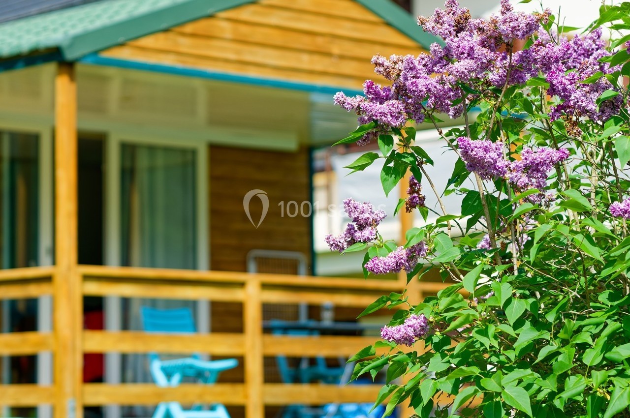 Arbuste de lilas en fleurs devant une terrasse en bois avec mobilier bleu et une maison en arrière-plan.