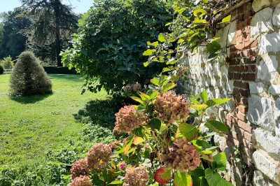 Miniature Location salle Courcelles-lès-Gisors (Oise) - Domaine des Rives de L'Epte #28 Massif d'hortensias en fleurs près d'un mur en pierre, avec un jardin verdoyant et des arbres en arrière-plan.