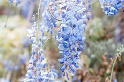 Tente blanche montée sur une pelouse, entourée de personnes et de tables, dans une cour avec bâtiments en arrière-plan.