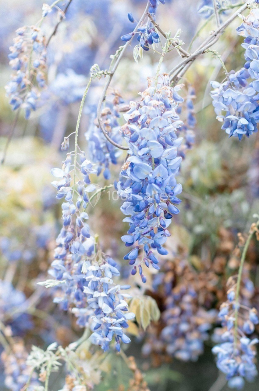 Grappe de fleurs de glycine bleues suspendues à des branches, avec un arrière-plan flou de feuillage.