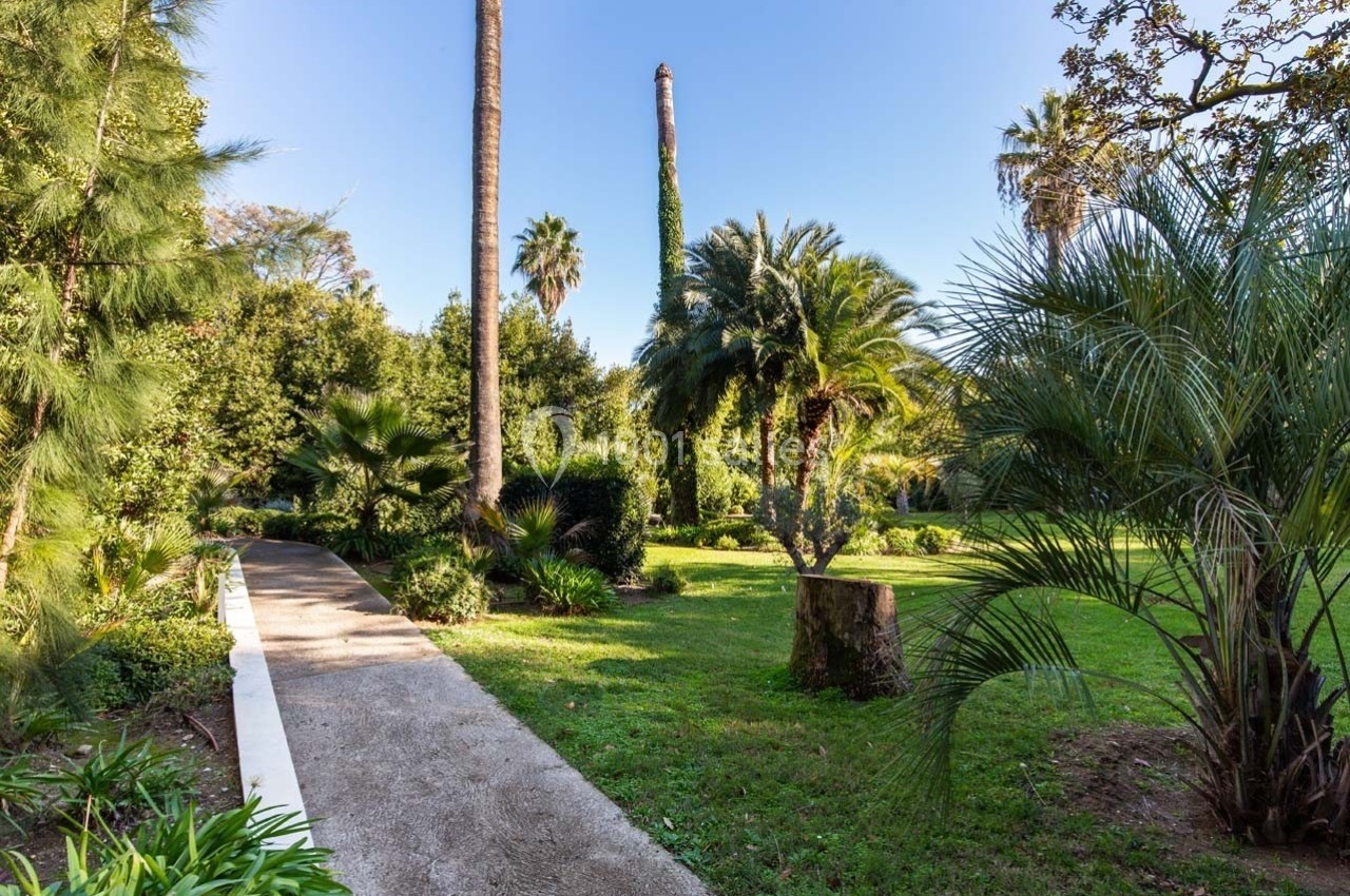 Allée bordée de palmiers et de végétation luxuriante dans un jardin sous un ciel dégagé.