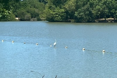 Quatre verres alignés sur une table noire avec des couverts, des plantes décoratives et une vue sur l'extérieur.