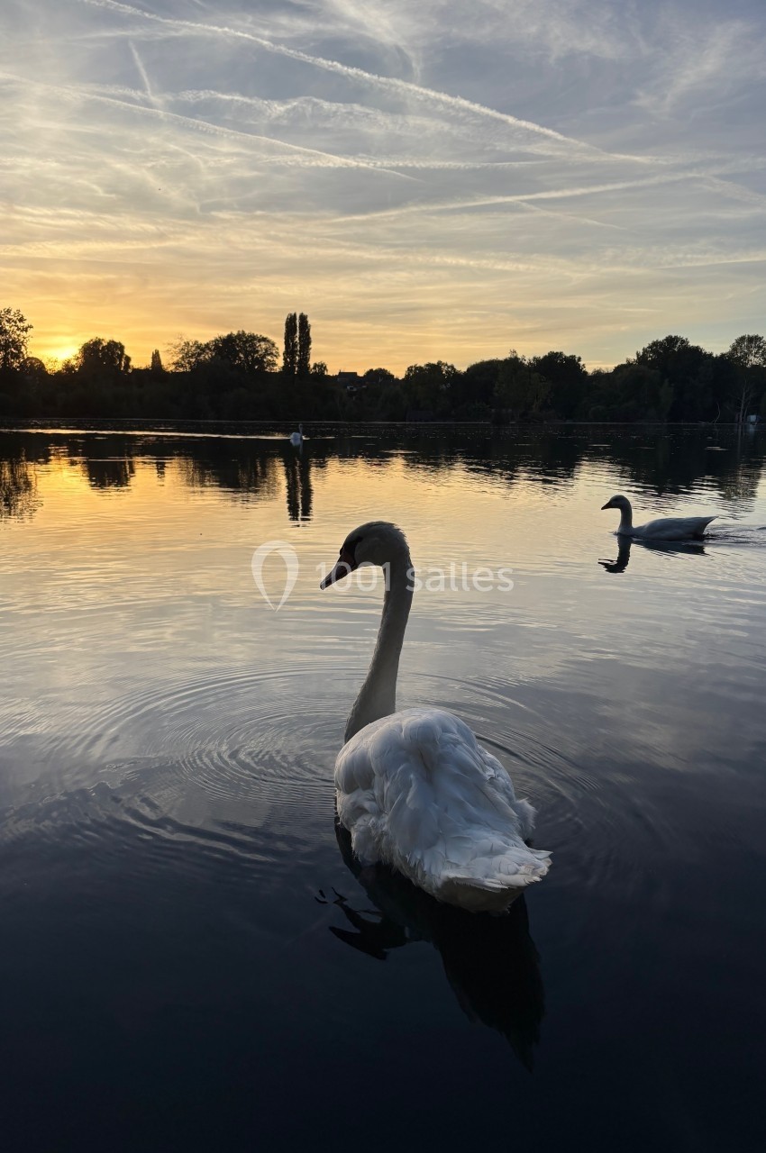 Deux cygnes nageant sur un lac calme au coucher du soleil, avec des arbres et un ciel strié de nuages en arrière-plan.