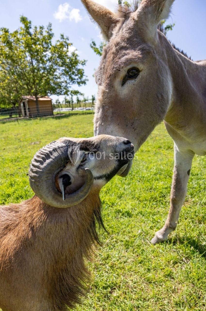 Un bélier et un âne se touchant le museau dans un pré verdoyant par une journée ensoleillée.