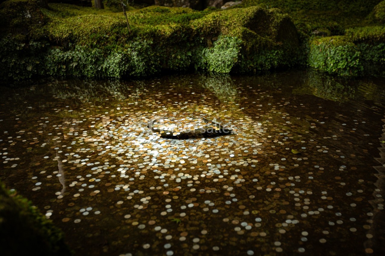 Pièce posée sur une surface d'eau peu profonde, entourée de nombreuses autres pièces et de mousse verte.