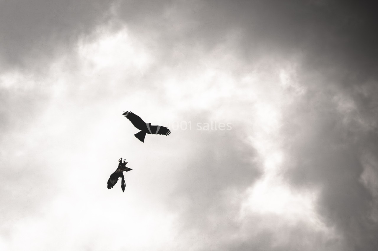 Deux oiseaux en plein vol dans un ciel nuageux, l'un semblant poursuivre l'autre.