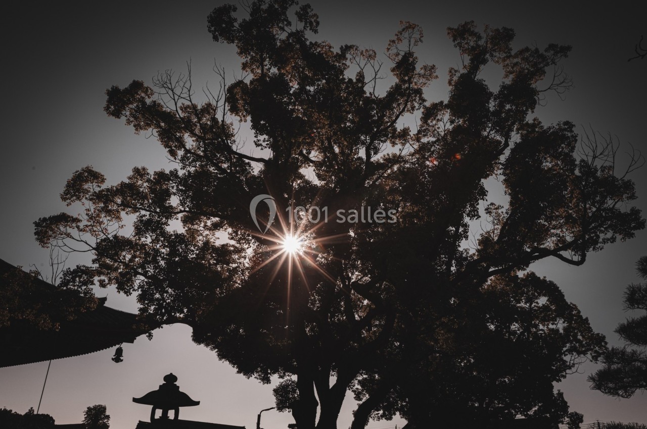 Soleil traversant les branches d'un grand arbre, avec une silhouette de bâtiment traditionnel en arrière-plan.