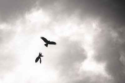 Chat tigré beige et brun bâillant, allongé sur un fauteuil bleu dans un intérieur lumineux.