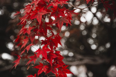 Chat tigré beige et brun bâillant, allongé sur un fauteuil bleu dans un intérieur lumineux.