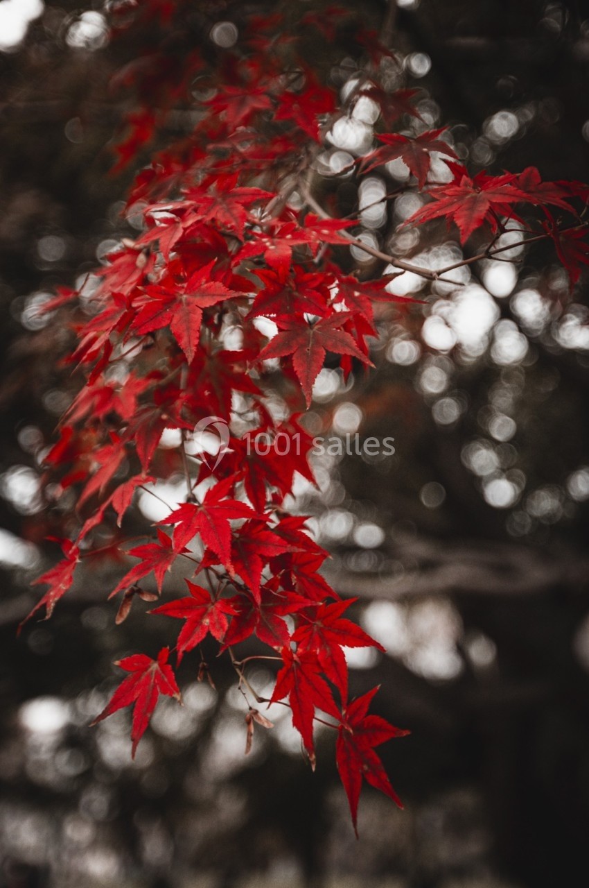 Feuilles d'érable rouge vif suspendues à une branche, avec un arrière-plan flou d'arbres sombres.