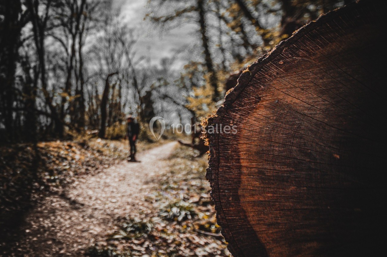 Tronc d'arbre coupé au premier plan avec un sentier forestier et une silhouette floue en arrière-plan.
