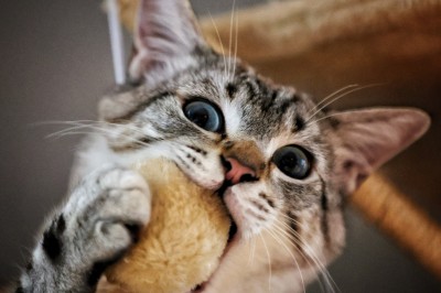 Chat tigré beige et brun bâillant, allongé sur un fauteuil bleu dans un intérieur lumineux.