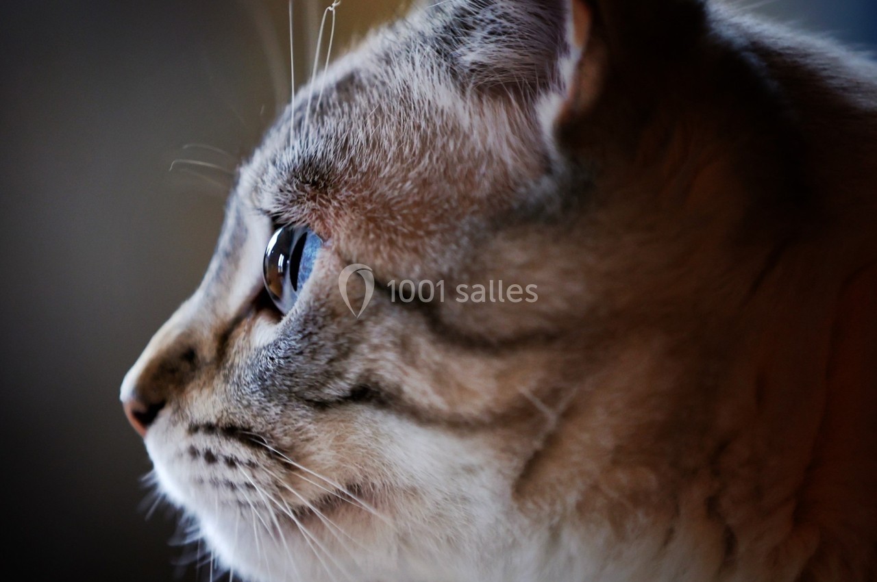 Profil d'un chat au pelage clair et rayé, regardant vers la gauche dans un environnement flou.
