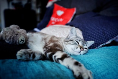 Chat tigré beige et brun bâillant, allongé sur un fauteuil bleu dans un intérieur lumineux.