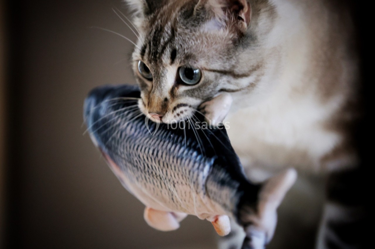 Chat tigré tenant un jouet en forme de poisson dans sa gueule, sur un fond flou.