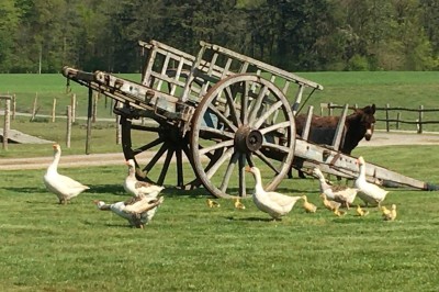 Miniature Location salle Broualan (Ille-et-Vilaine) - La Ferme du Domaine #27 Des poneys et une vache se reposent et broutent dans un pré clôturé, avec une cabane en bois en arrière-plan.