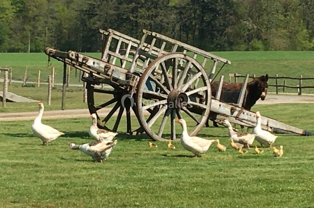 Un âne près d'une charrette en bois, entouré d'oies et de canetons dans un pré verdoyant.