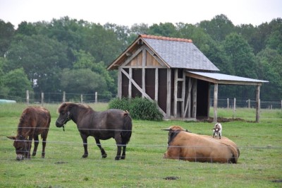Miniature Location salle Broualan (Ille-et-Vilaine) - La Ferme du Domaine #28 Des poneys et une vache se reposent et broutent dans un pré clôturé, avec une cabane en bois en arrière-plan.