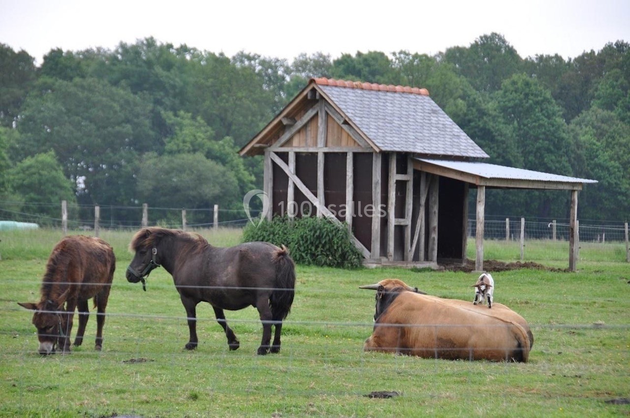 Des poneys et une vache se reposent et broutent dans un pré clôturé, avec une cabane en bois en arrière-plan.