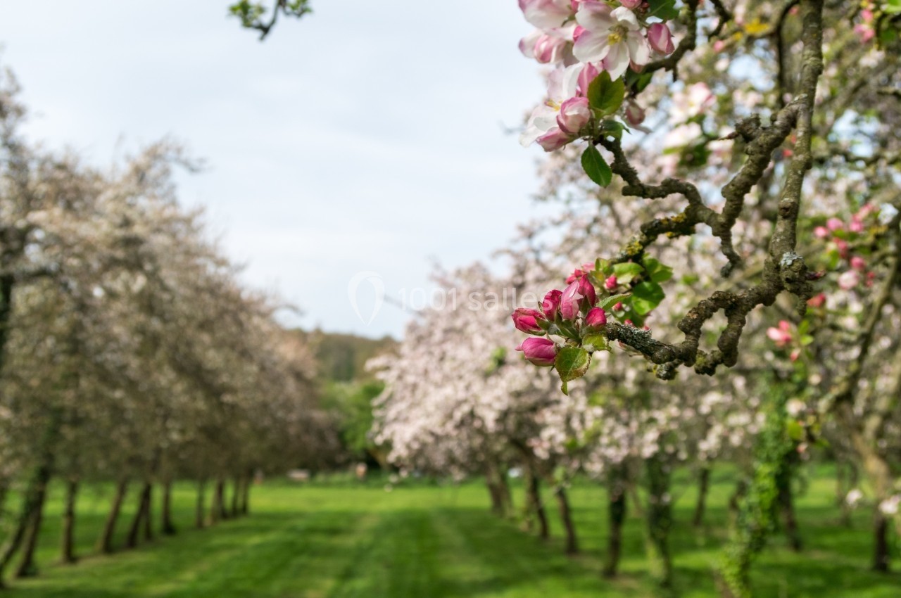 Vergers en fleurs avec des arbres fruitiers alignés, des bourgeons roses au premier plan et un ciel clair en arrière-plan.
