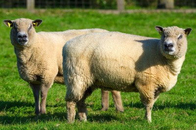 Miniature Location salle Bavent (Calvados) - Domaine des Rouges Terres #8 Allée pavée bordée de verdure, avec un mini-golf et des bâtiments en bois sous un ciel dégagé.