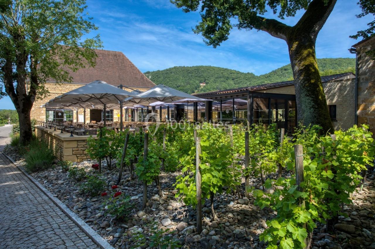 Terrasse d'un restaurant avec parasols, entourée de vignes et d'arbres, dans un cadre naturel verdoyant.