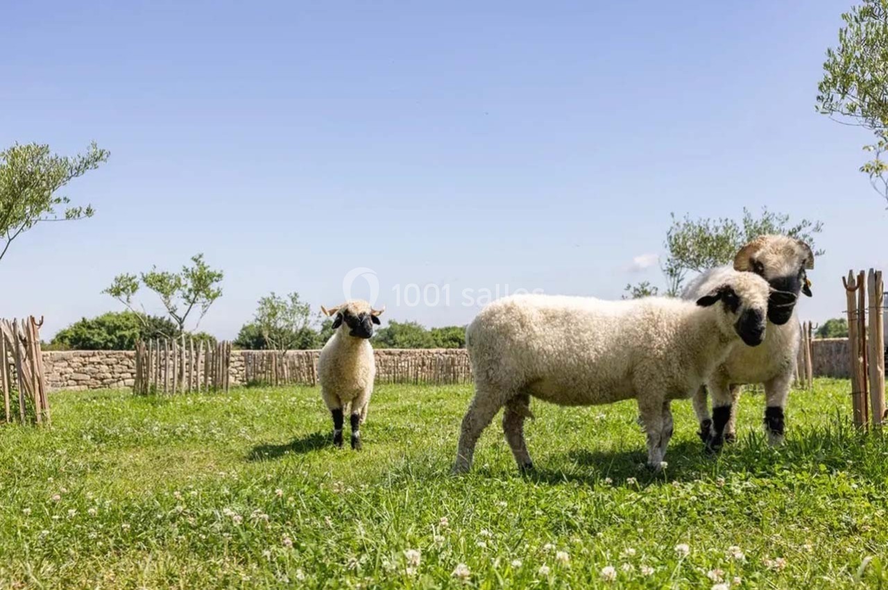 Trois moutons à tête noire dans un pré verdoyant entouré de clôtures en bois et d'arbres sous un ciel bleu.