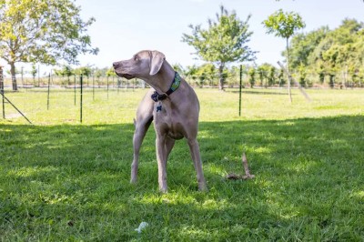 Un âne et un bélier se touchent le museau dans un pré verdoyant sous un ciel dégagé.