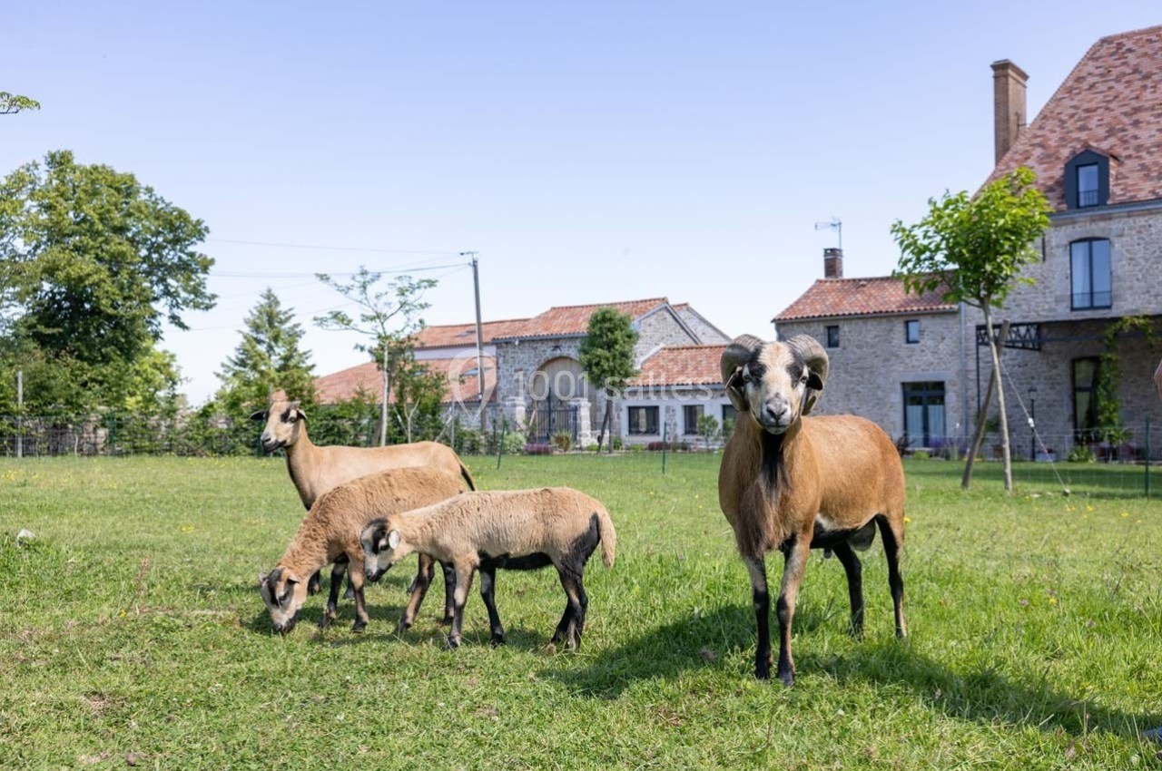 Des moutons broutent dans un pré verdoyant près de bâtiments en pierre sous un ciel dégagé.