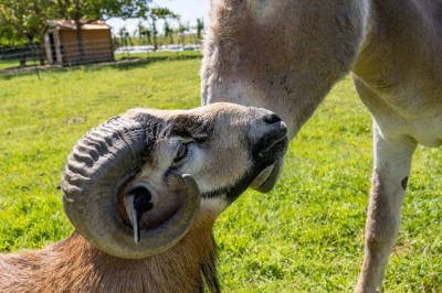 Un âne et un bélier se touchent le museau dans un pré verdoyant sous un ciel dégagé.