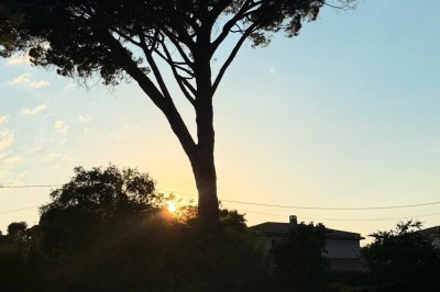 Terrasse animée d'un restaurant en soirée, avec des guirlandes lumineuses et des convives attablés sous un arbre.