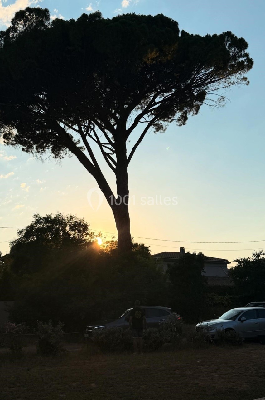 Un grand arbre se dresse devant un coucher de soleil, avec des voitures garées et des maisons en arrière-plan.