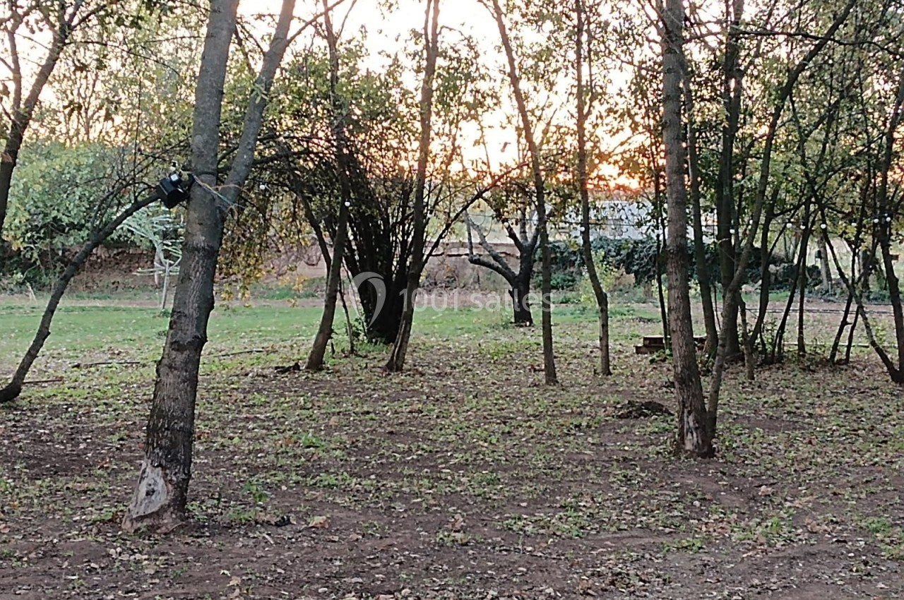 Un petit bois avec des arbres clairsemés et un sol couvert de feuilles, au coucher du soleil.
