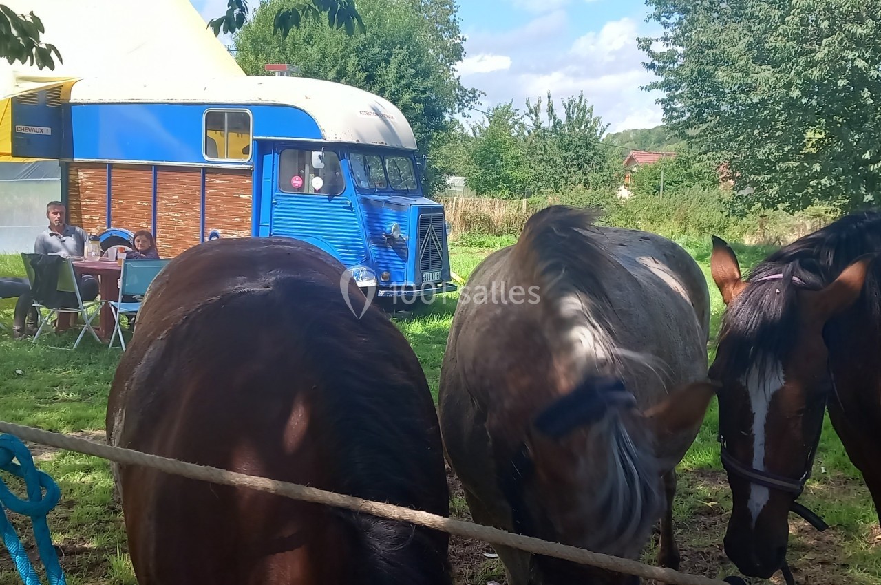 Trois chevaux attachés devant un pré, avec un camion bleu aménagé et des personnes assises à une table en arrière-plan.